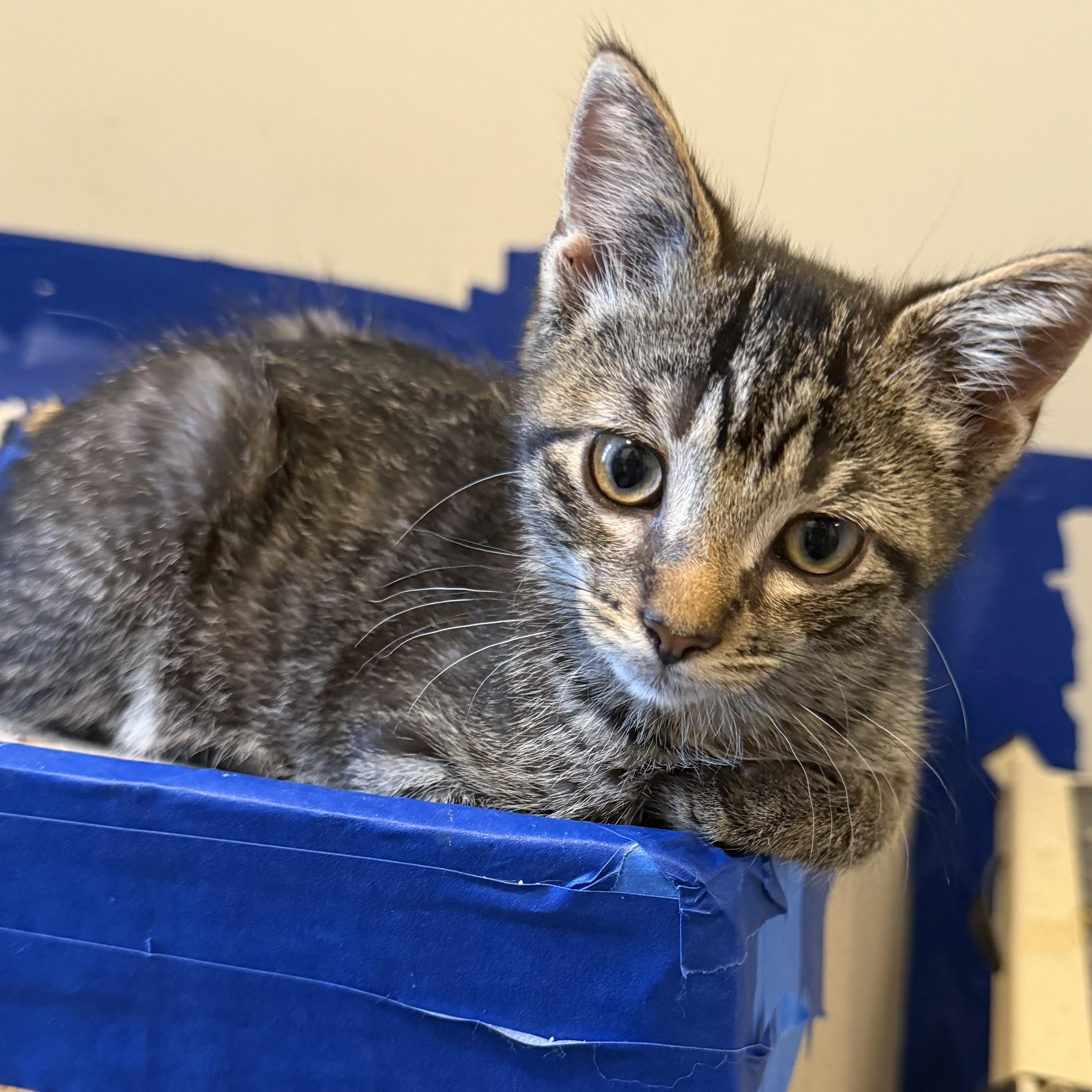 Enlarge Dill, a Adopted Domestic Short Hair in Shaker Heights, OH image 3/5