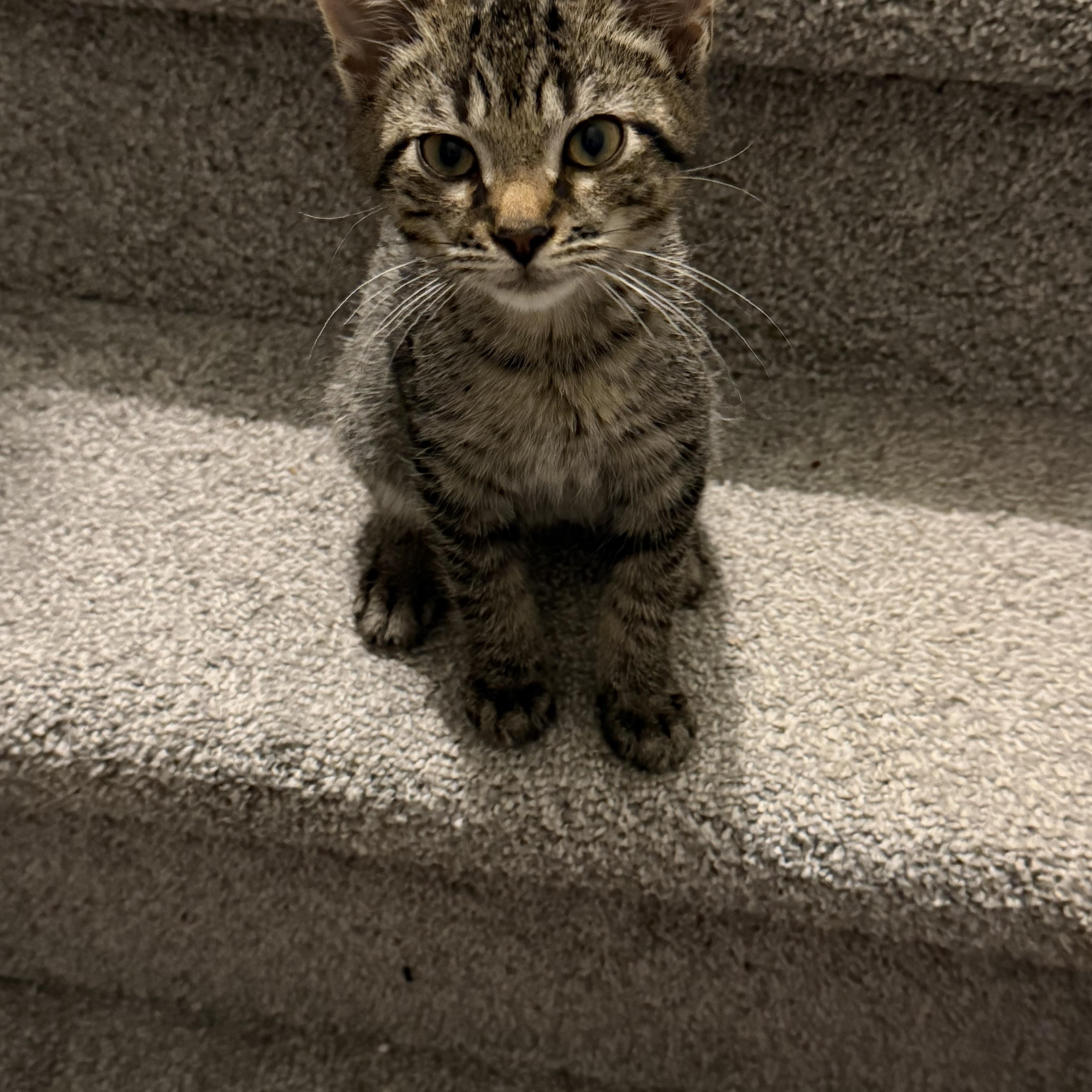 Enlarge Dill, a Adopted Domestic Short Hair in Shaker Heights, OH image 1/5
