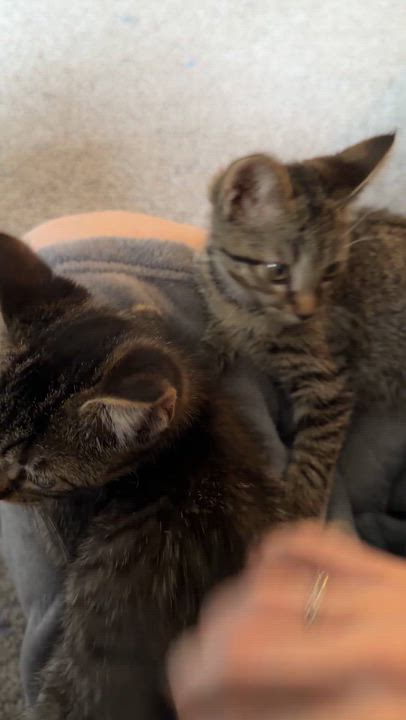 Enlarge Dill, a Adopted Domestic Short Hair in Shaker Heights, OH video 5/5