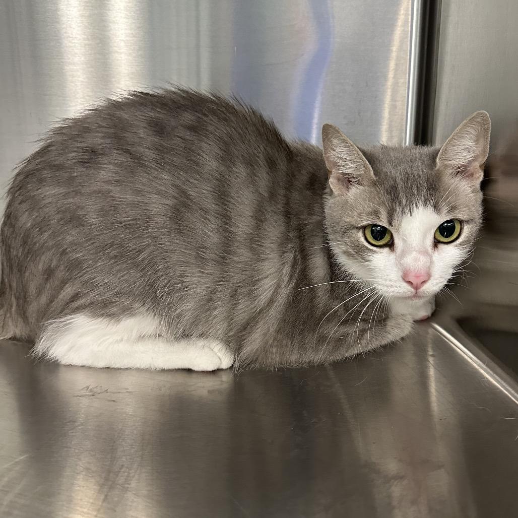 Enlarge Macchiato, a Adoptable Domestic Short Hair in Greensboro, NC image 1/1