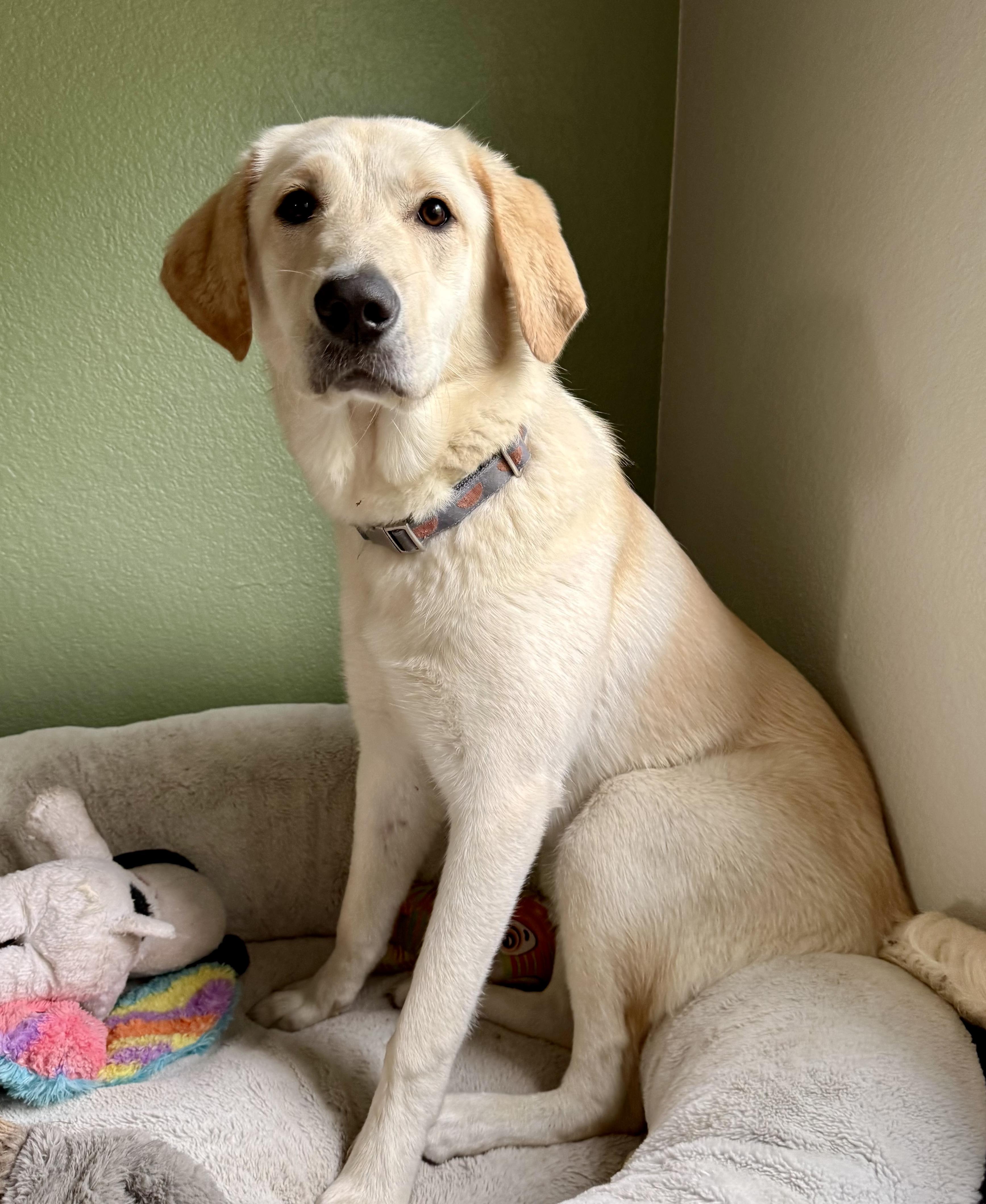 Enlarge Wren, a ADOPTABLE mixed breed in Argyle, TX image 2/4