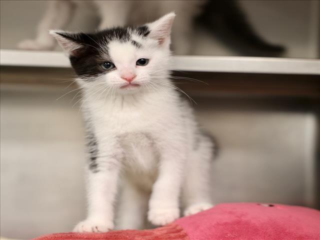 A518076, Adoptable, Kitten Female Domestic Short Hair.