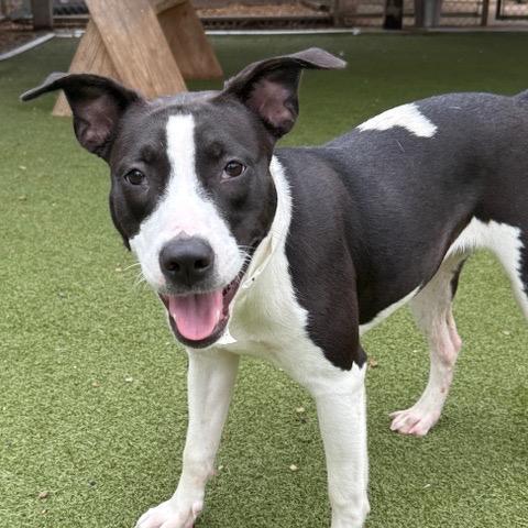 Millie — thumbnail 2