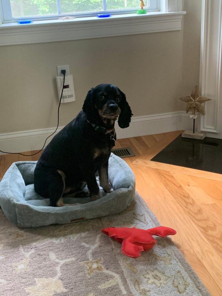 Enlarge Patches, a Adopted Cocker Spaniel in Greenfield, NH image 1/1