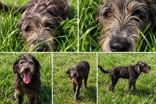 Enlarge Grover, a Adoptable mixed breed in Covington, LA image 1/1