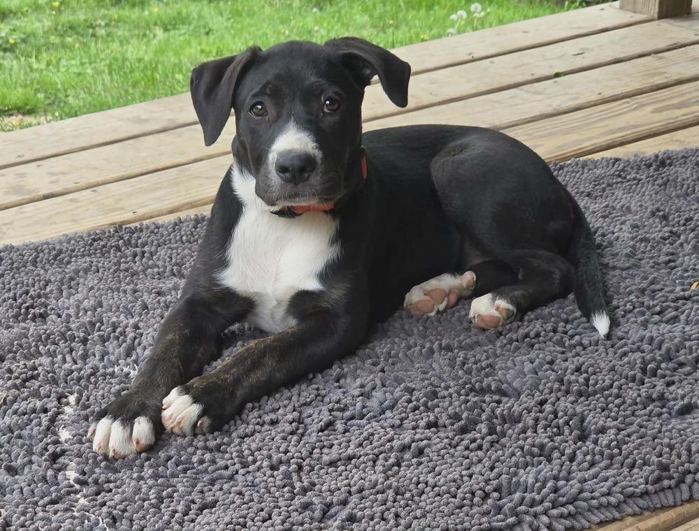 Pecan, Adoptable, Puppy Female American Staffordshire Terrier.
