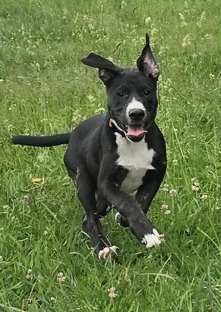 Pecan, a Adoptable mixed breed in Rockland, WI image 2/5