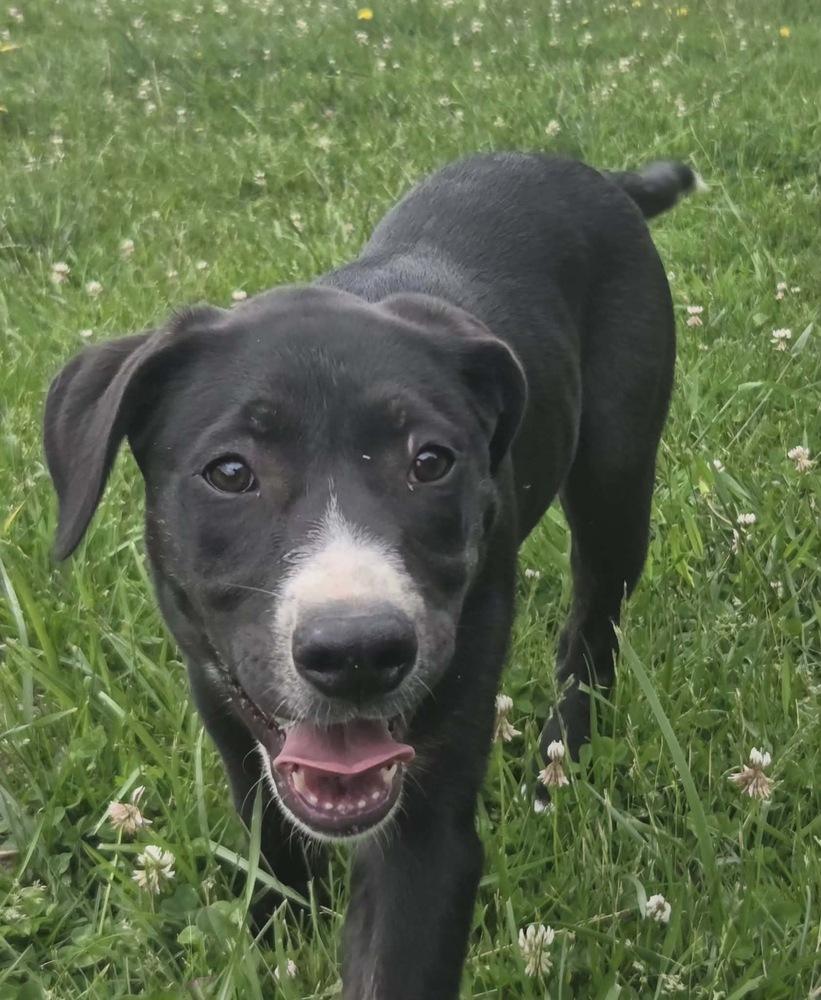 Pecan, a Adoptable mixed breed in Rockland, WI image 3/5