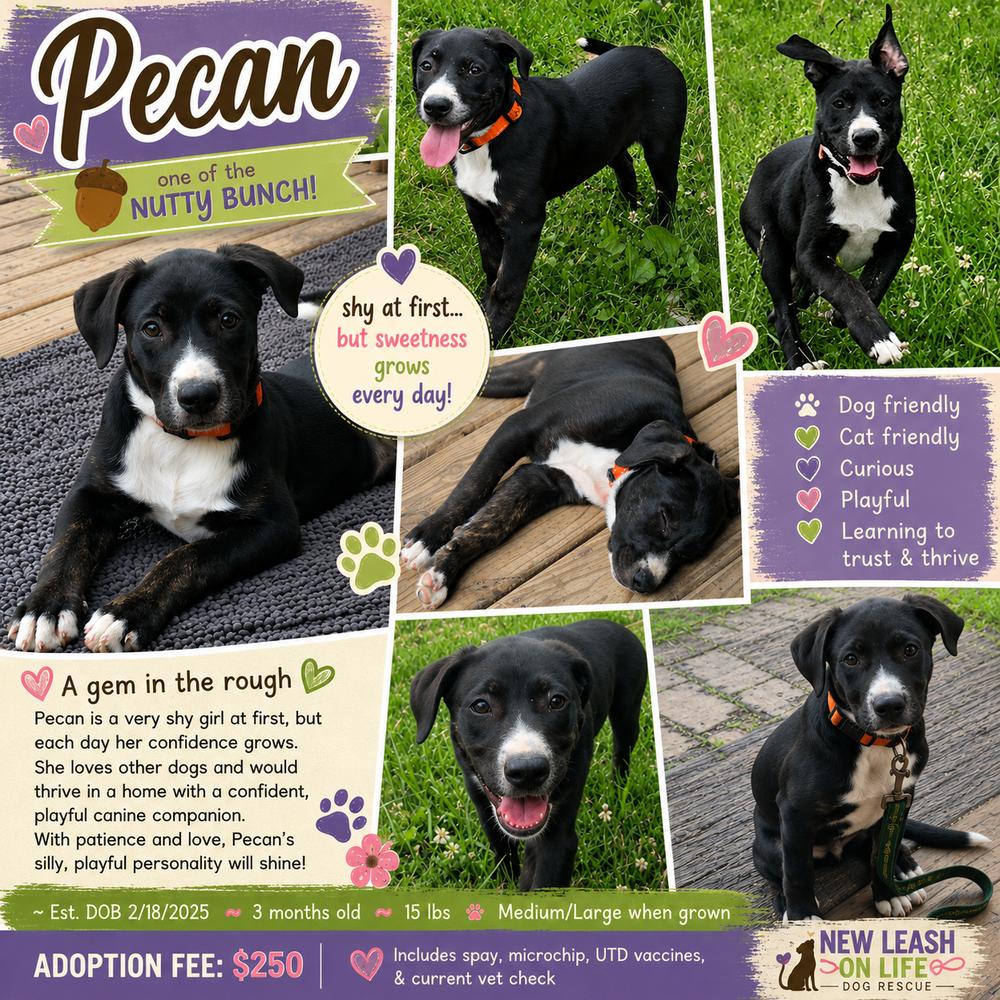 Pecan, a Adoptable mixed breed in Rockland, WI image 4/5
