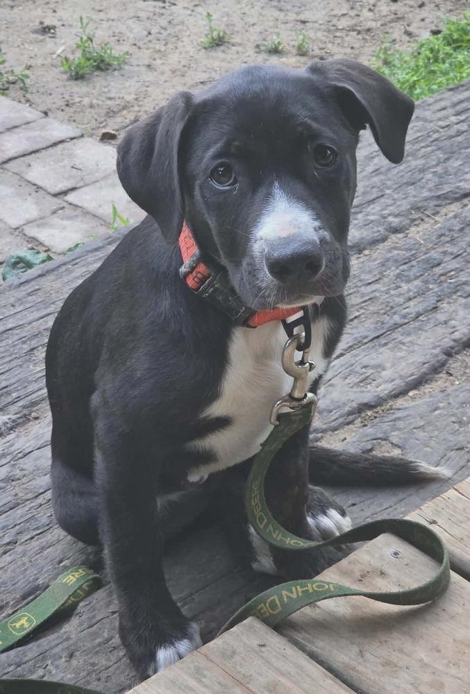 Pecan, a Adoptable mixed breed in Rockland, WI image 5/5