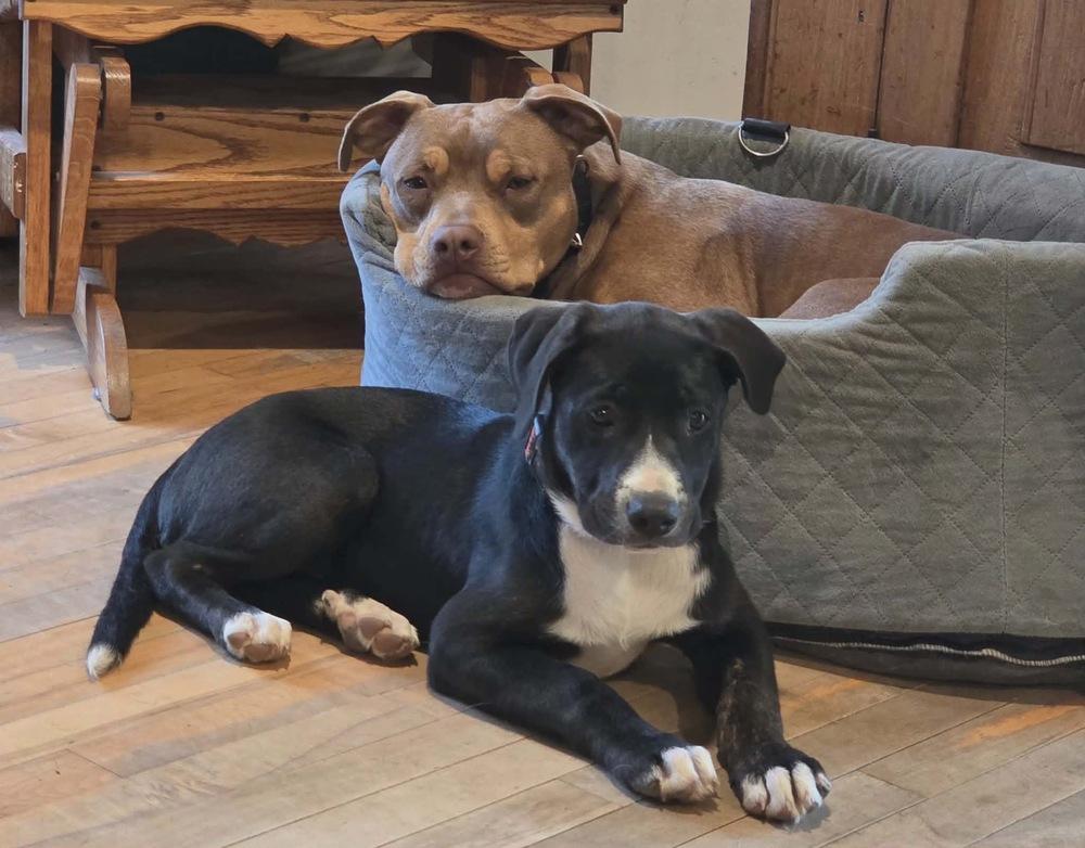 Enlarge Pecan, a Adoptable mixed breed in Rockland, WI image 6/6