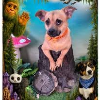 Moana, ADOPTABLE, Adult Female Chihuahua.