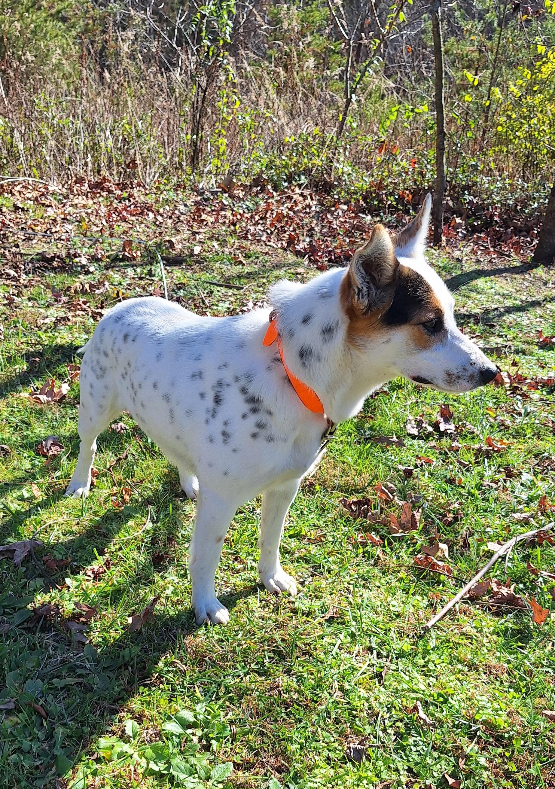 Arley, a Adoptable mixed breed in Stanton, KY image 1/5