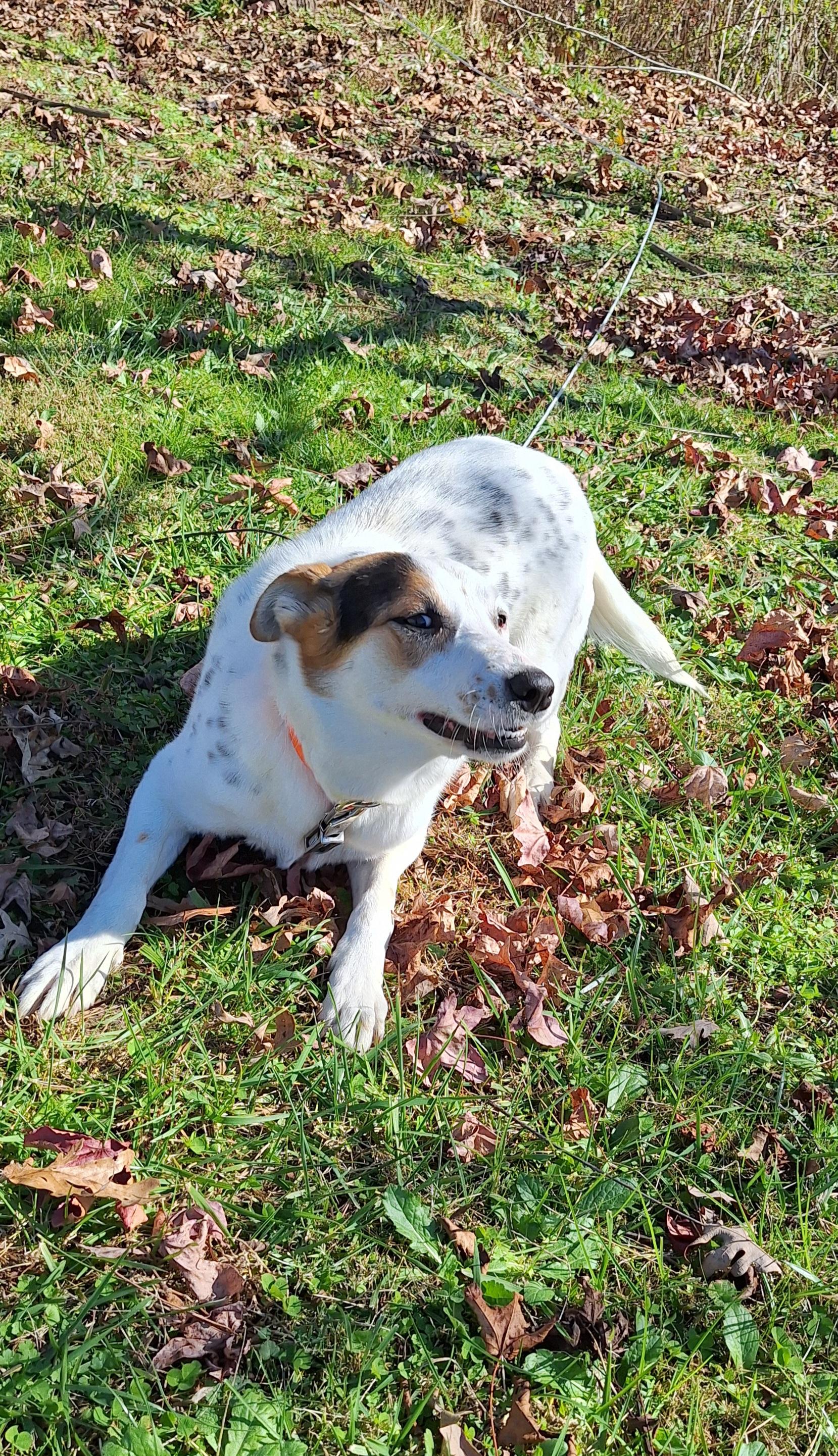 Arley, a Adoptable mixed breed in Stanton, KY image 2/5