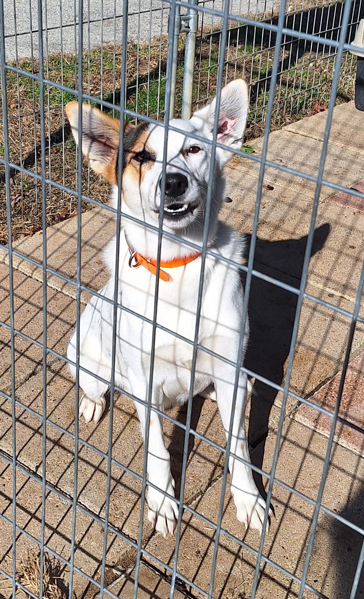 Arley, a Adoptable mixed breed in Stanton, KY image 3/5