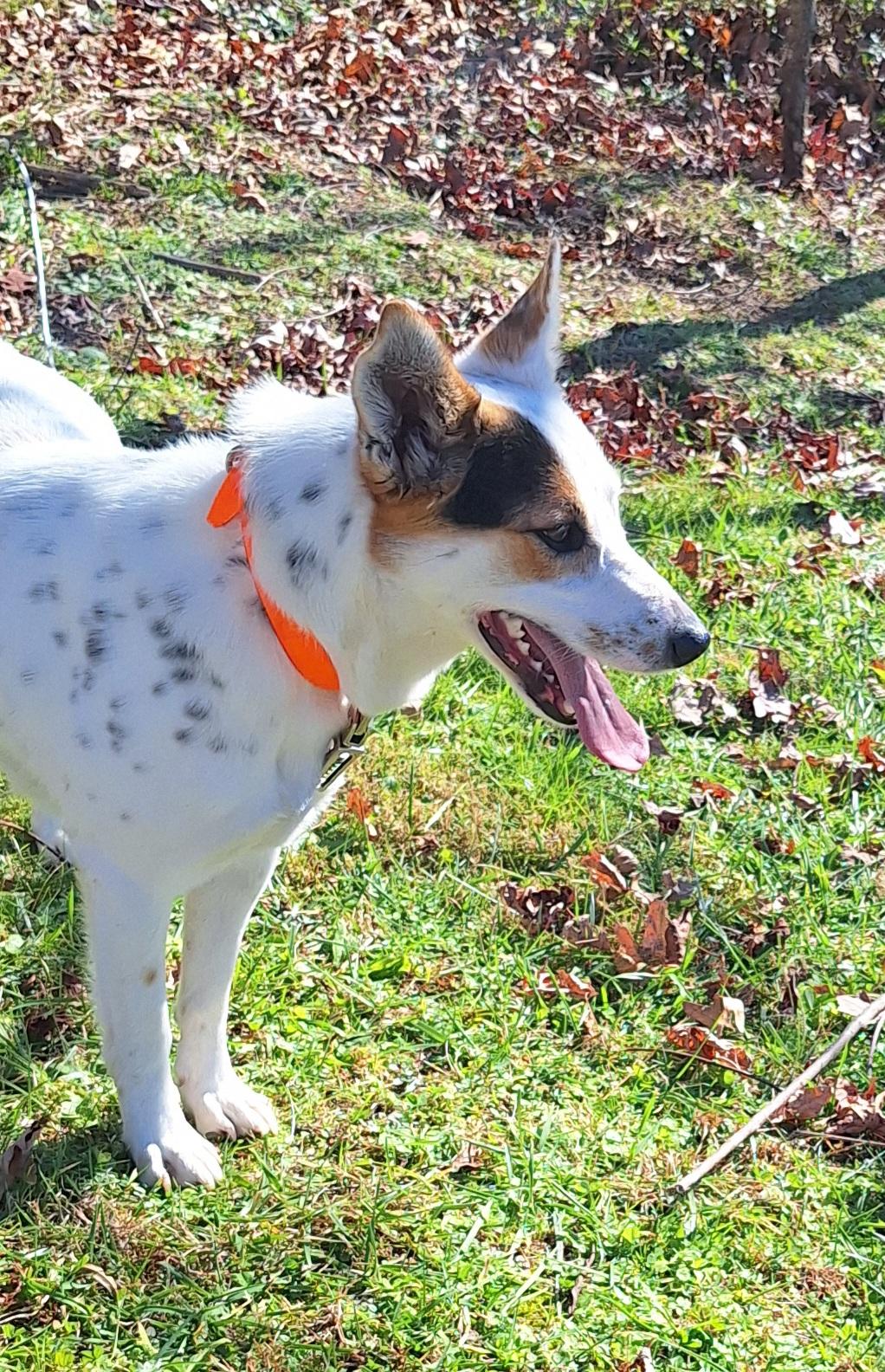 Arley, a Adoptable mixed breed in Stanton, KY image 4/5