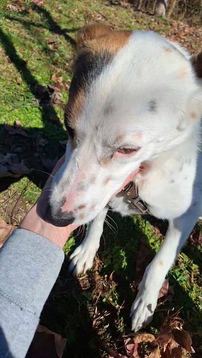 Enlarge Arley, a Adoptable mixed breed in Stanton, KY video 5/5