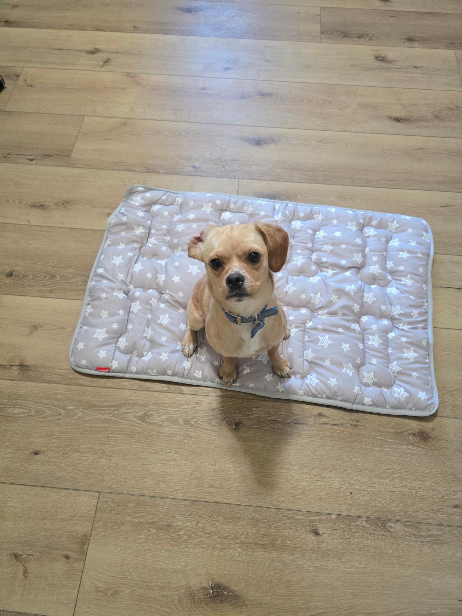 Burt, a ADOPTABLE mixed breed in Penryn, CA image 3/4