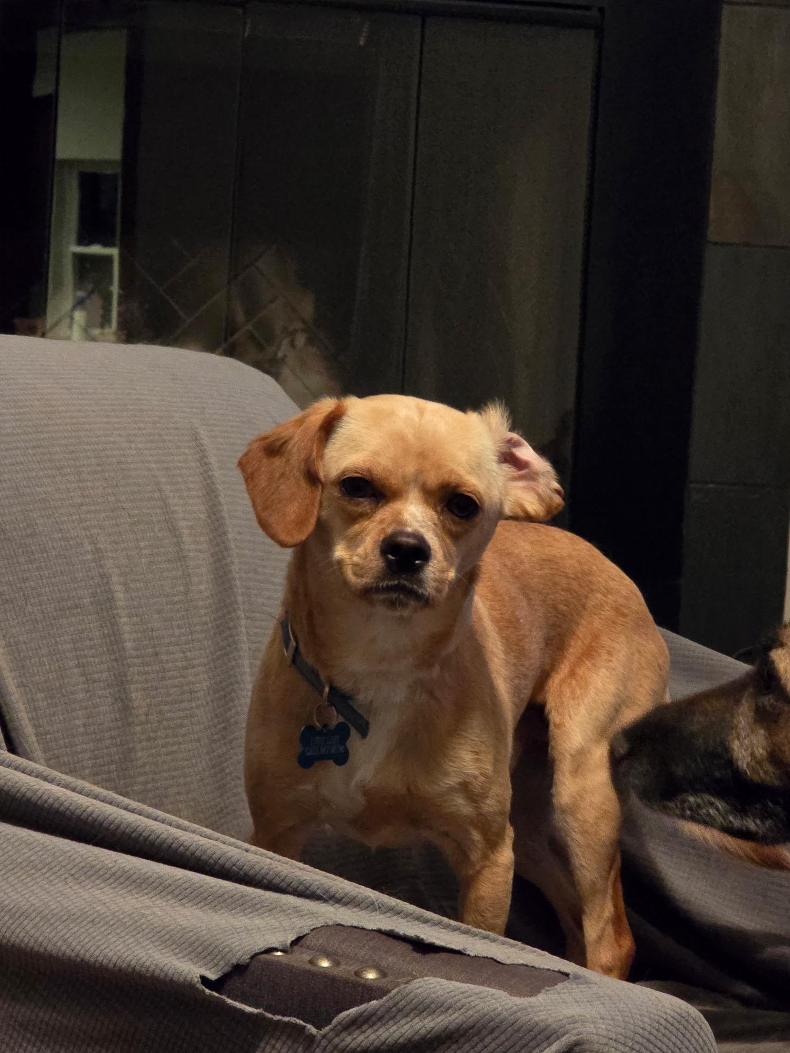 Burt, a ADOPTABLE mixed breed in Penryn, CA image 4/4