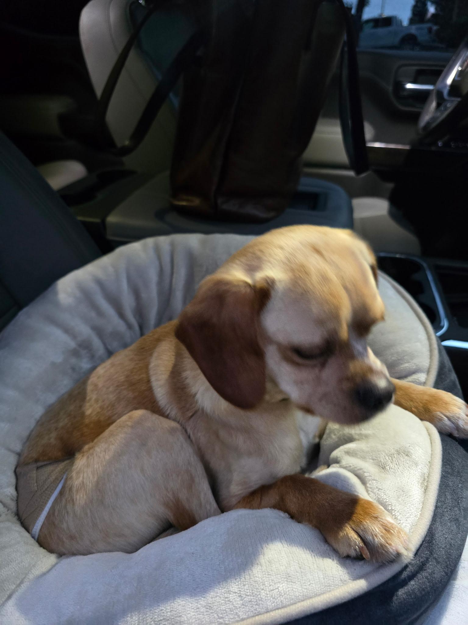 Burt, a ADOPTABLE mixed breed in Penryn, CA image 2/4
