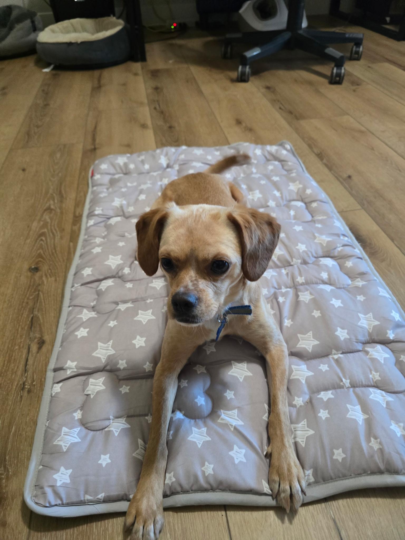 Burt, a ADOPTABLE mixed breed in Penryn, CA image 1/4