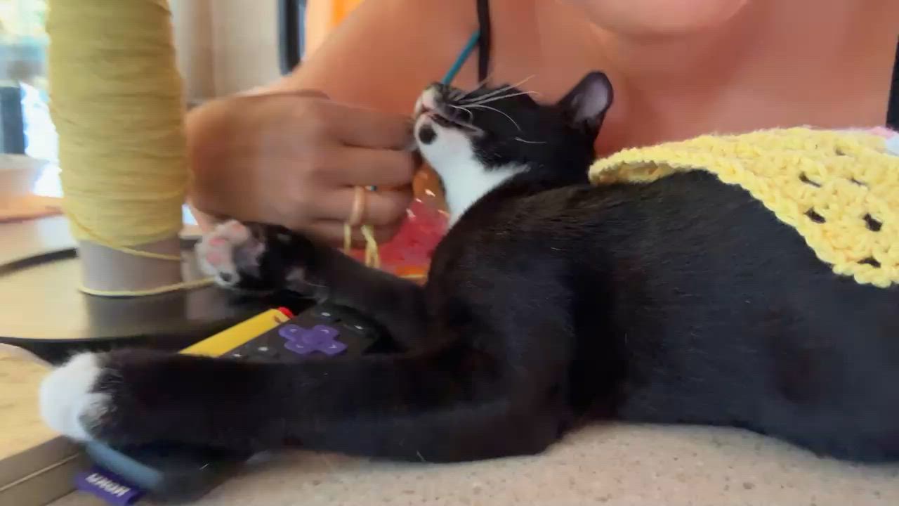 Enlarge DANTE - loves the good life, a Adopted mixed breed in Philadelphia, PA video 2/6