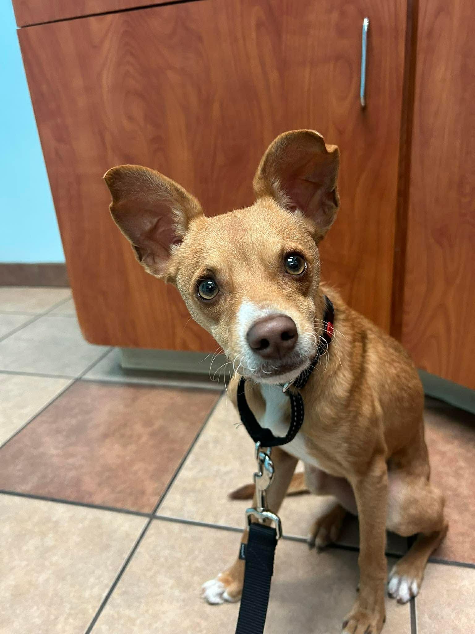 Enlarge Winston, an adopted mixed breed in Boston, MA image 5/6