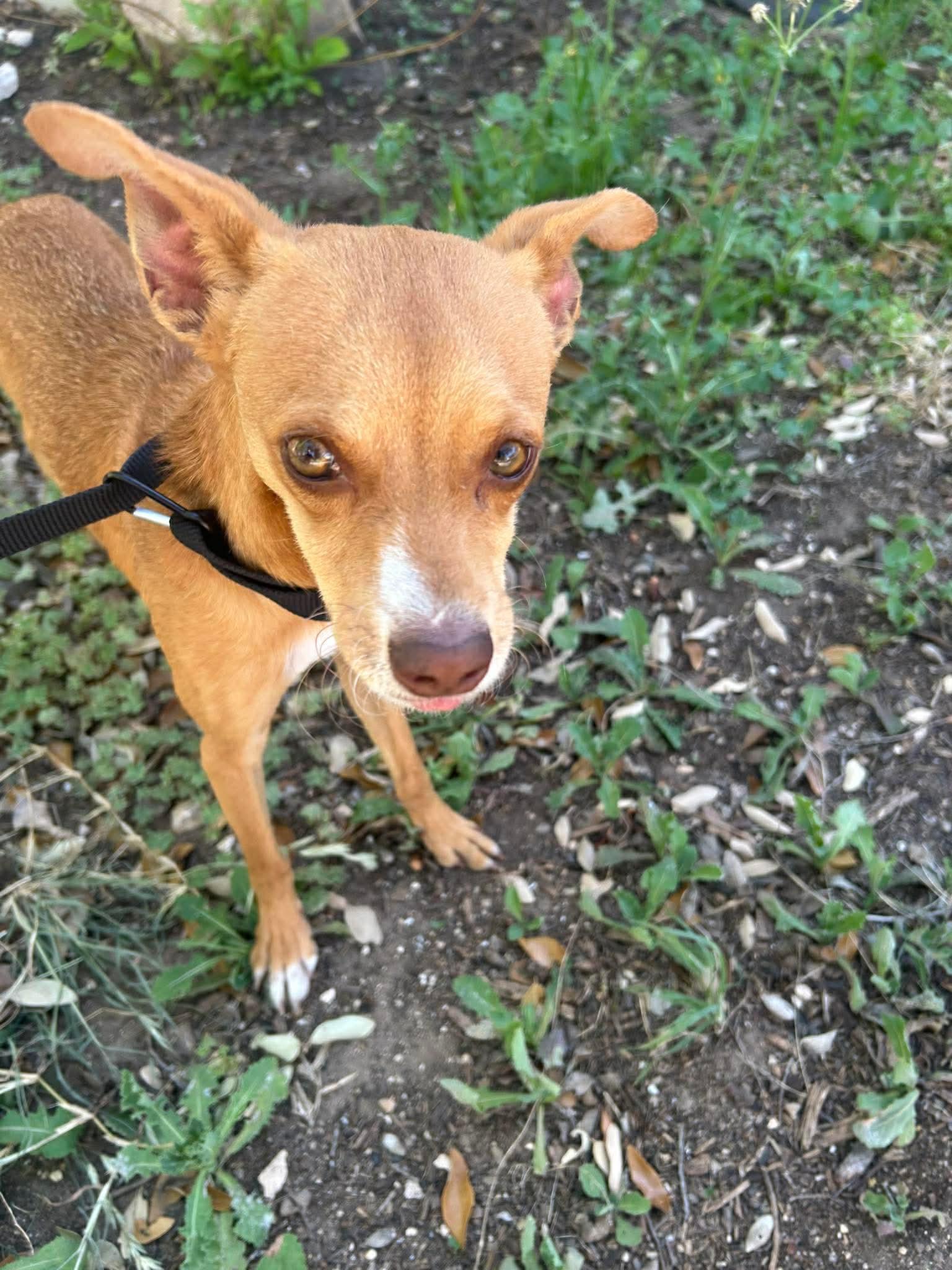 Enlarge Winston, a ADOPTABLE mixed breed in Boston, MA image 2/5