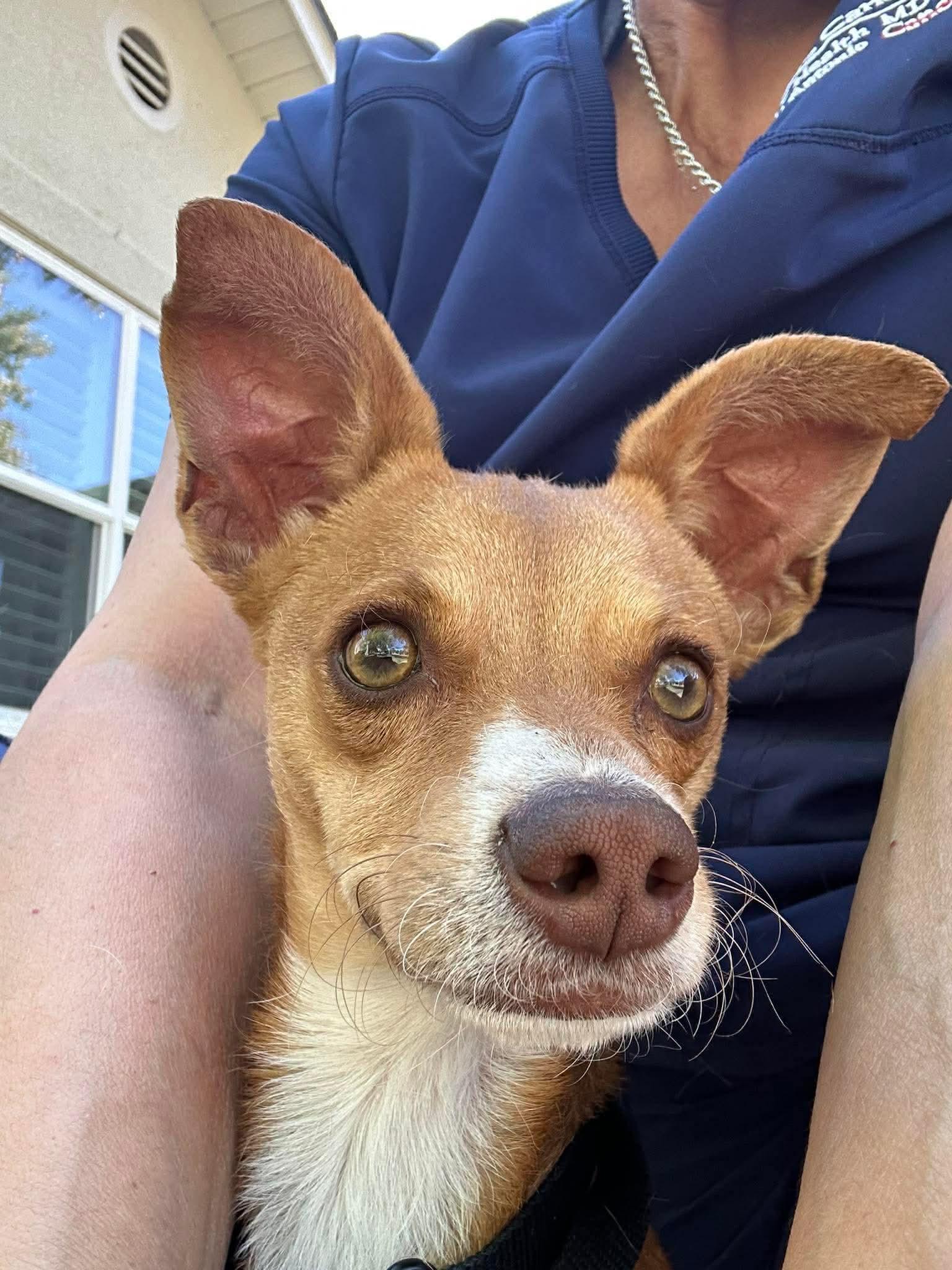 Winston, adopted, Young Male Chihuahua.