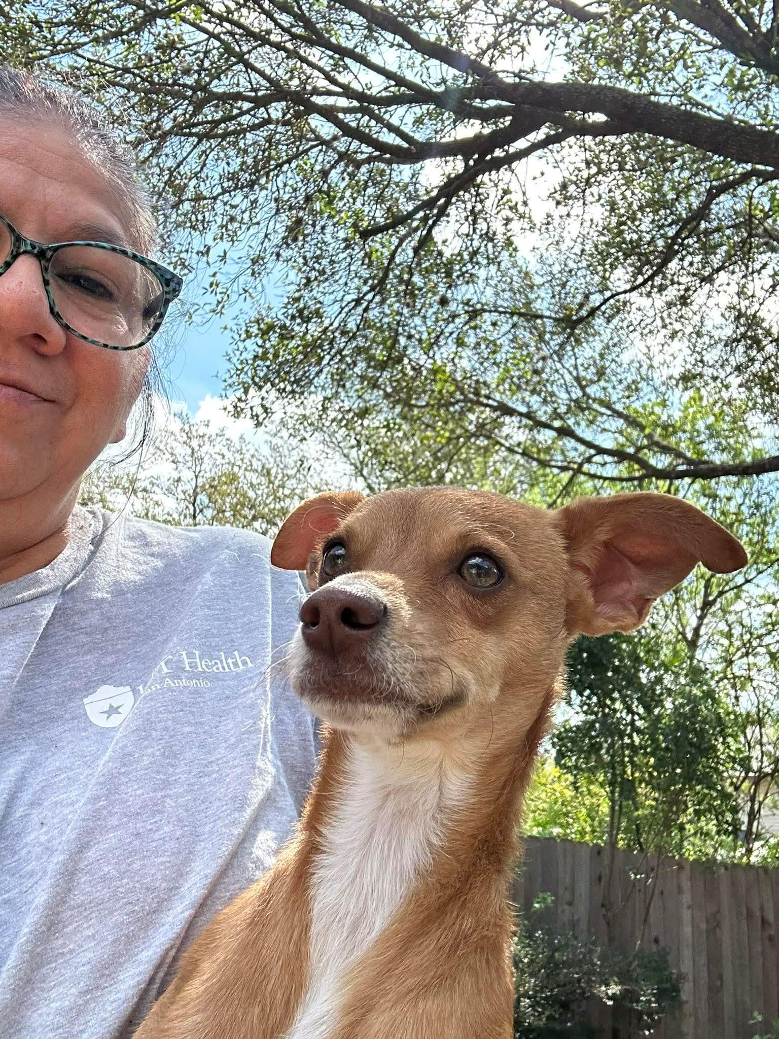 Enlarge Winston, a ADOPTABLE mixed breed in Boston, MA image 5/5