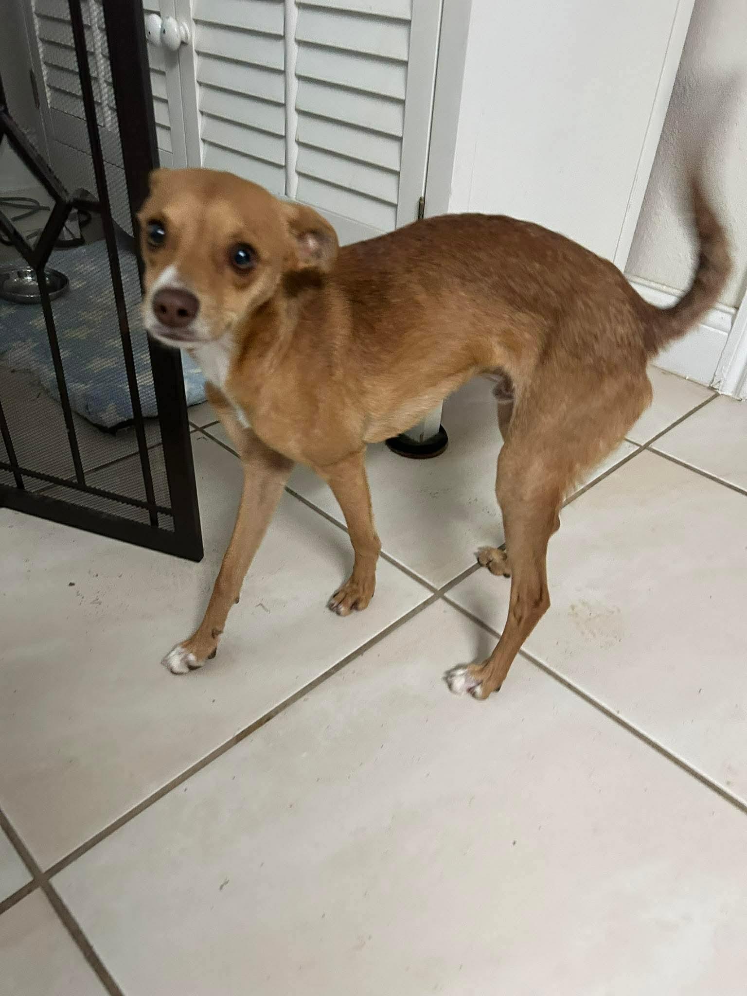 Enlarge Winston, a ADOPTABLE mixed breed in Boston, MA image 4/5