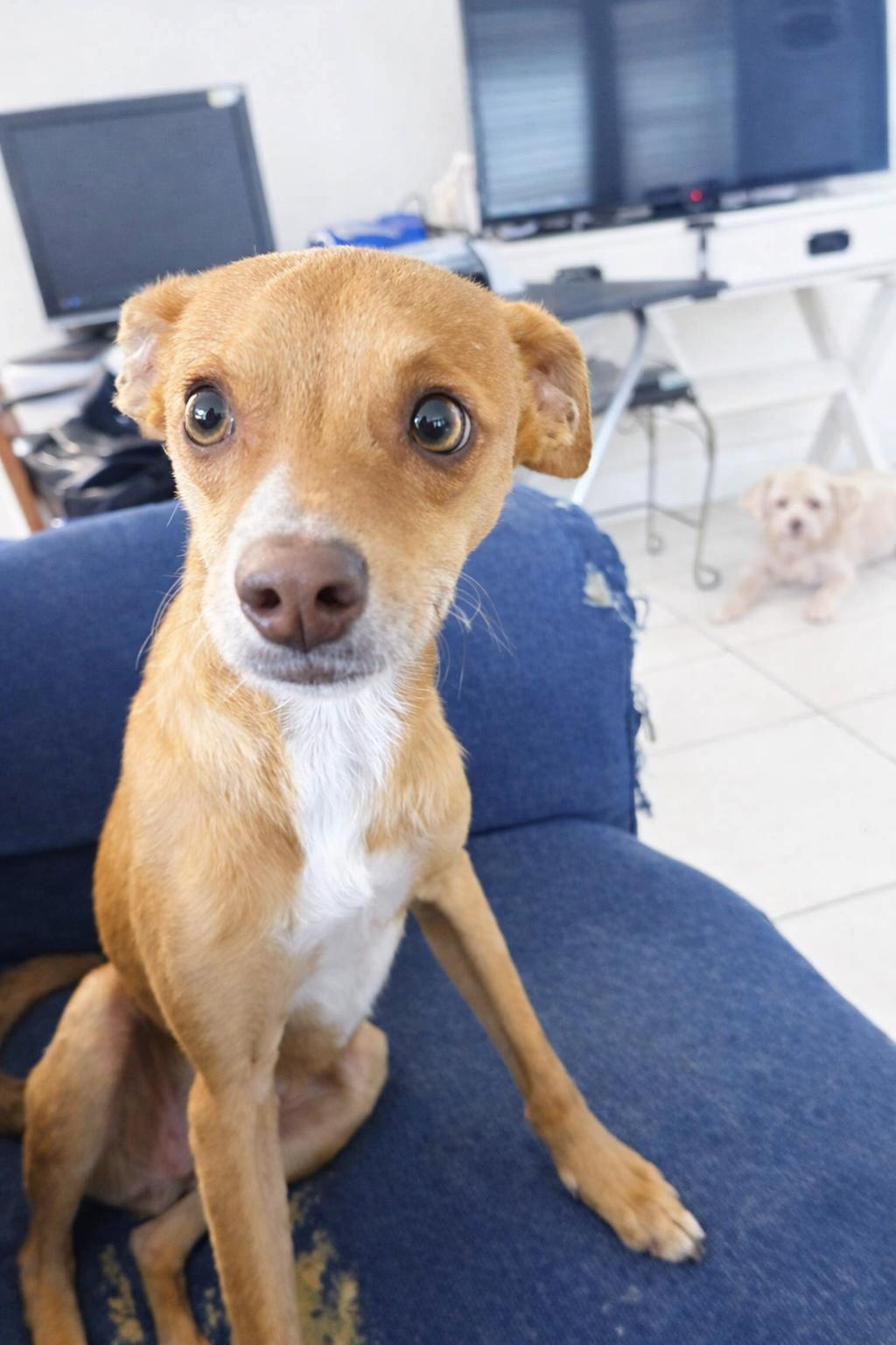 Enlarge Winston, a ADOPTABLE mixed breed in Boston, MA image 1/5