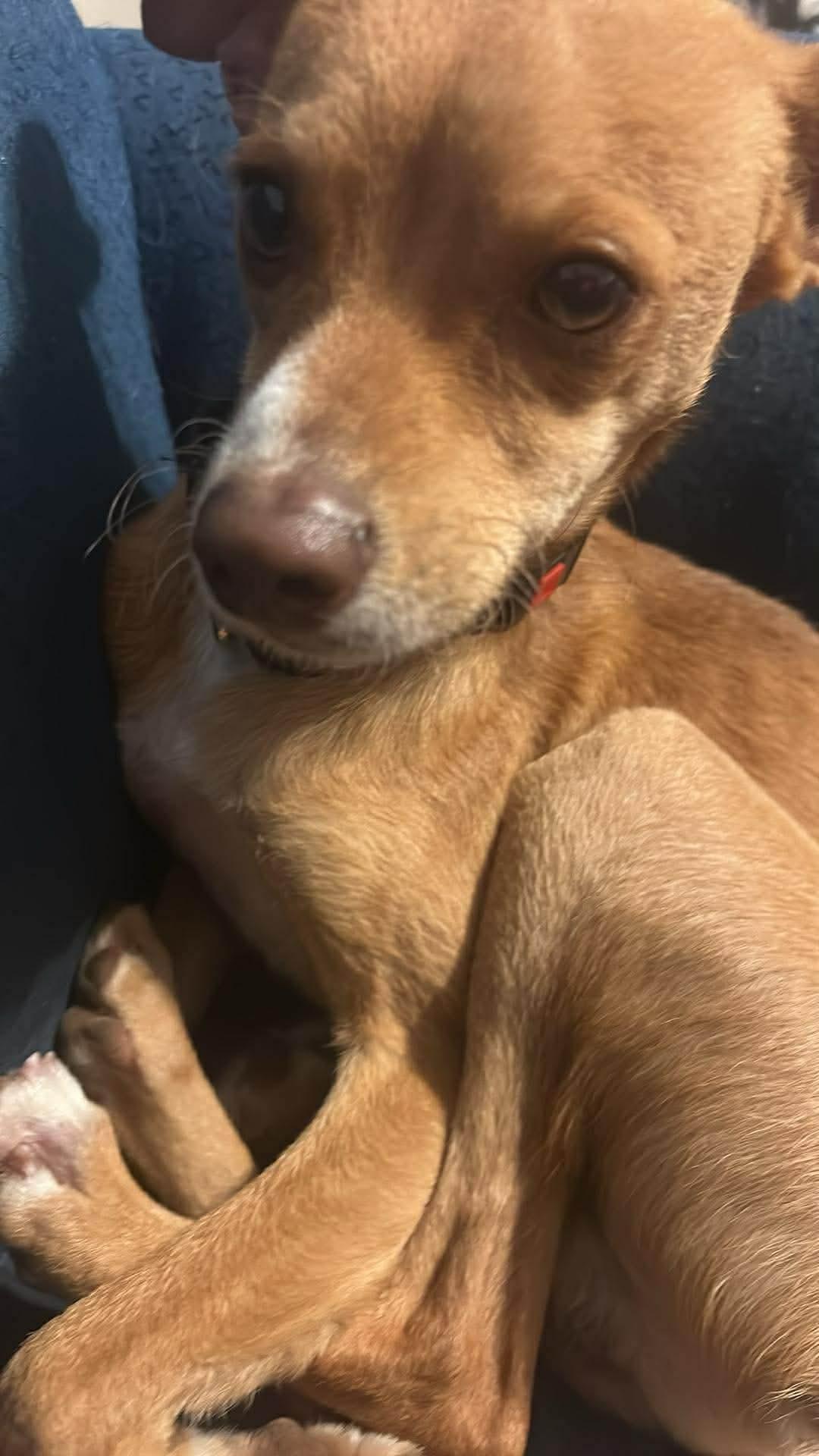 Enlarge Winston, an adopted mixed breed in Boston, MA image 6/6