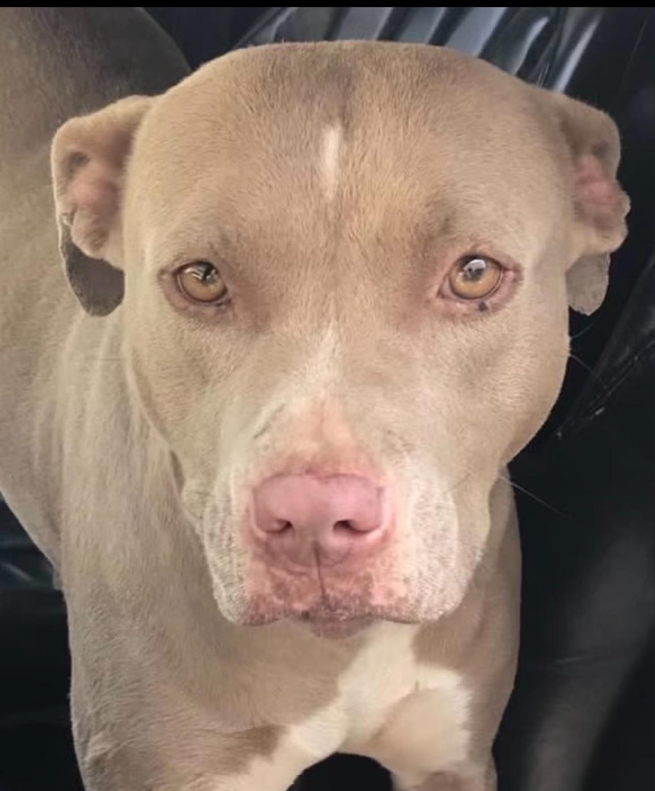 Honey Muffin, an adoptable American Staffordshire Terrier Mix in Long Beach, CA_image-1