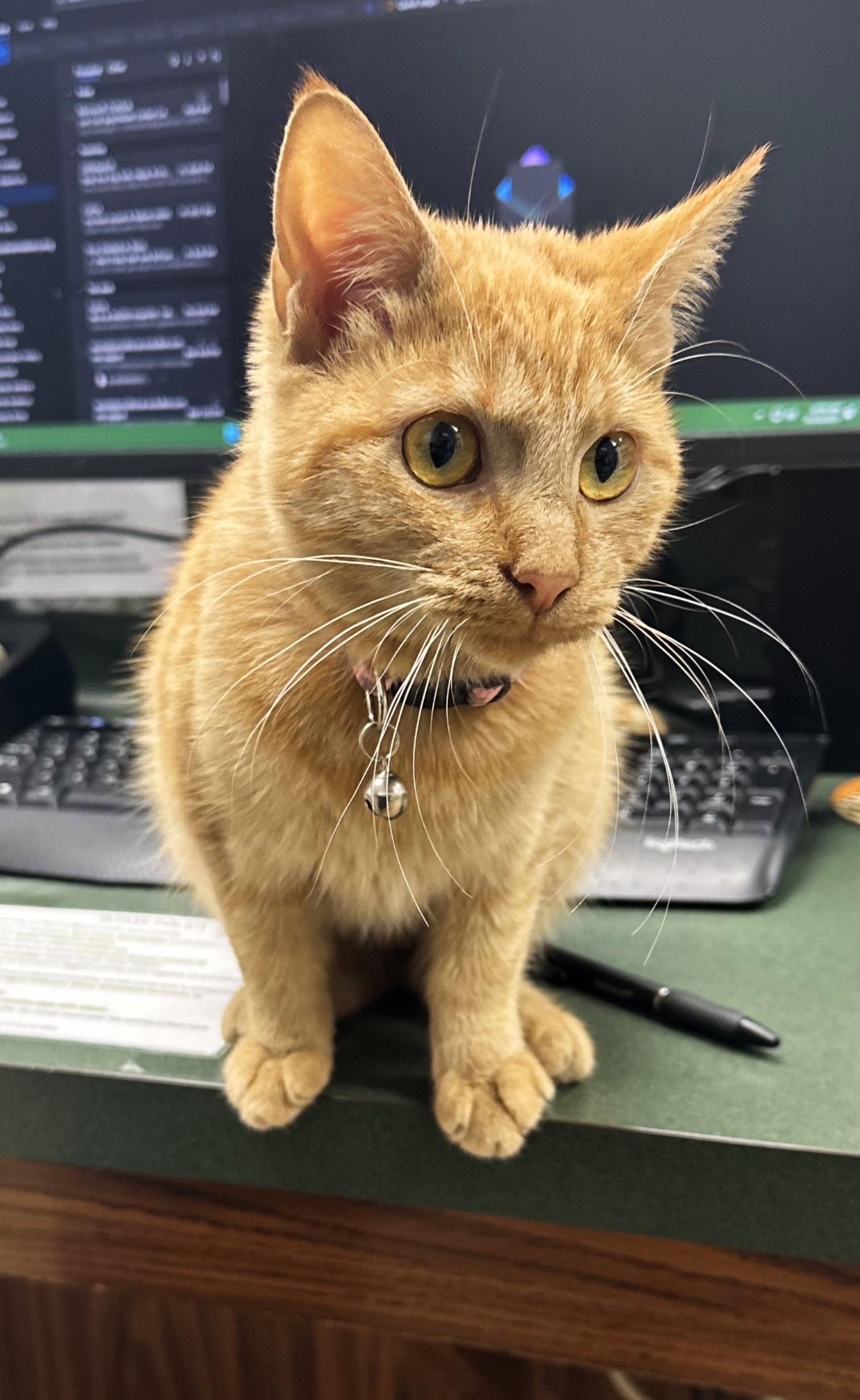 Enlarge Boo, a Adoptable mixed breed in Lufkin, TX image 2/4