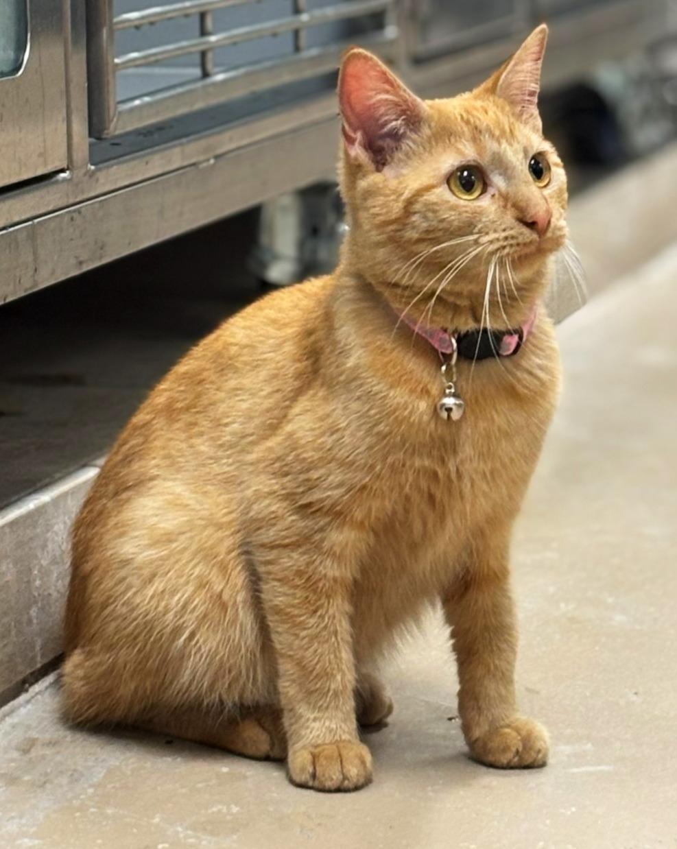 Enlarge Boo, a Adoptable mixed breed in Lufkin, TX image 3/4