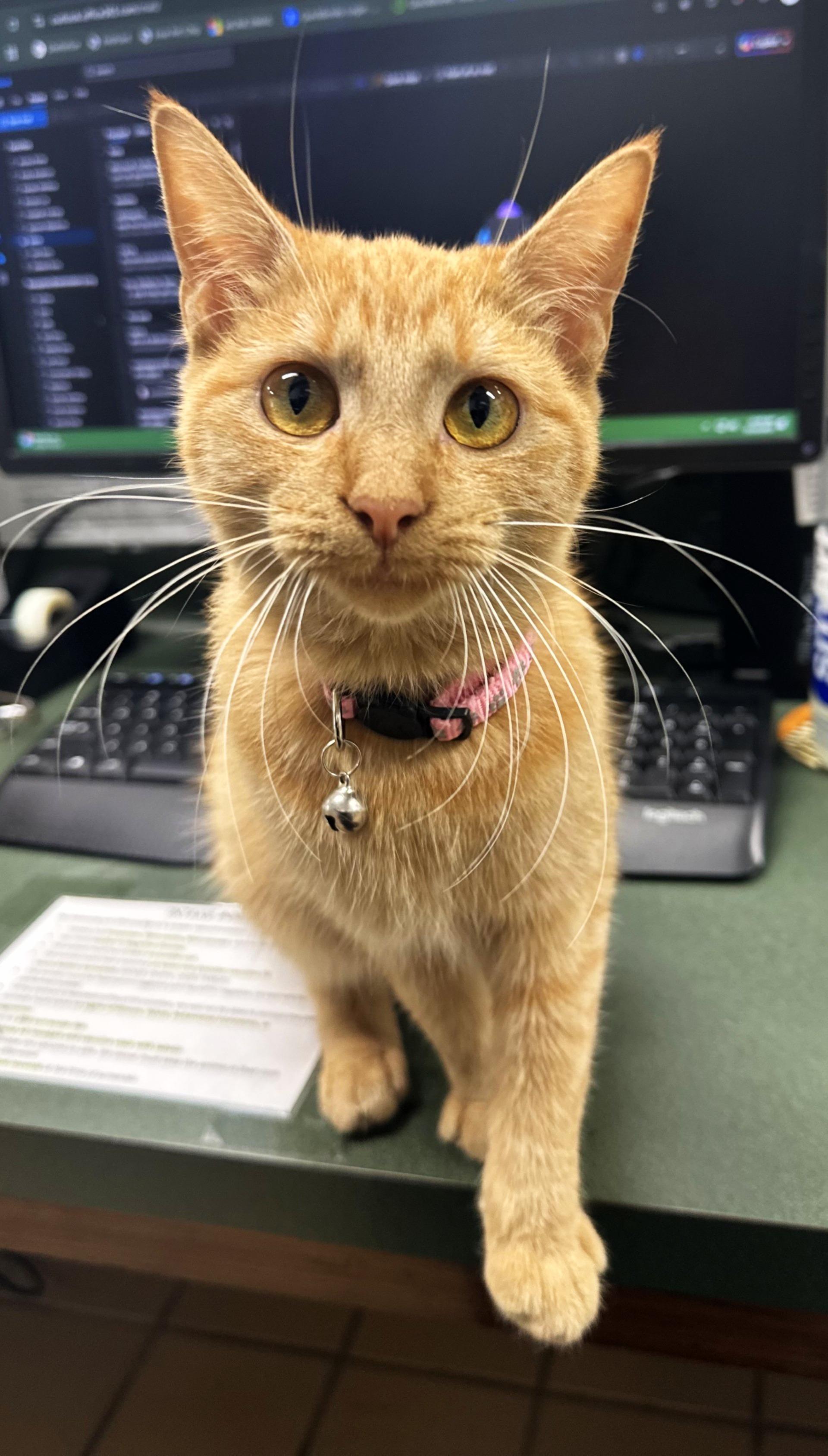 Enlarge Boo, a Adoptable mixed breed in Lufkin, TX image 1/4