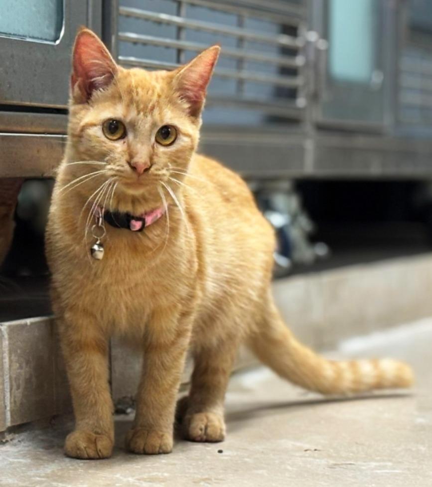 Enlarge Boo, a Adoptable mixed breed in Lufkin, TX image 4/4