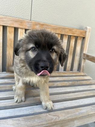 Enlarge Merle, an adopted mixed breed in Cashiers, NC image 3/3