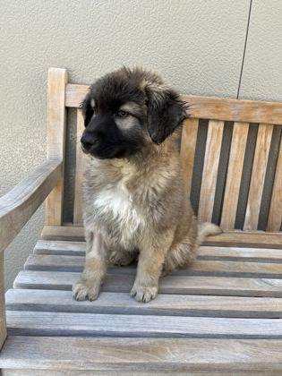 Enlarge Merle, an adopted mixed breed in Cashiers, NC image 2/3