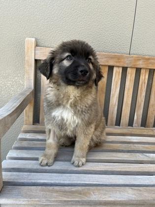 Enlarge Merle, an adopted mixed breed in Cashiers, NC image 1/3