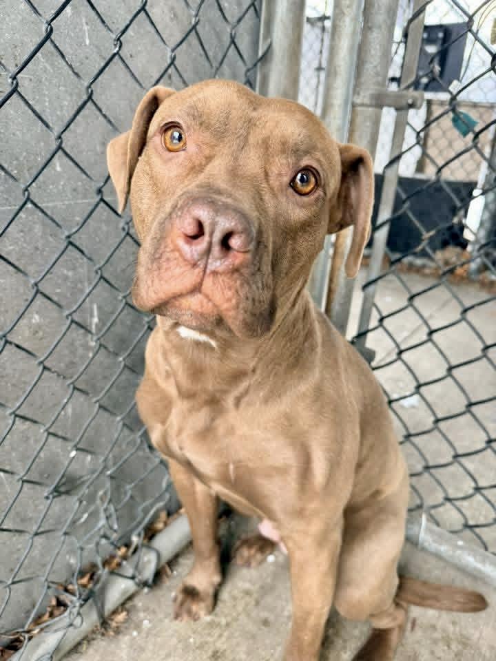 Kerensa, a ADOPTABLE Pit Bull Terrier in Chicago, IL image 3/5