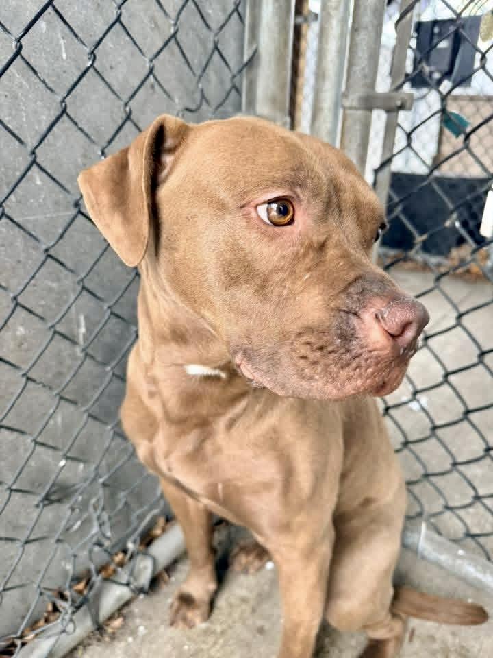 Kerensa, a ADOPTABLE Pit Bull Terrier in Chicago, IL image 4/5