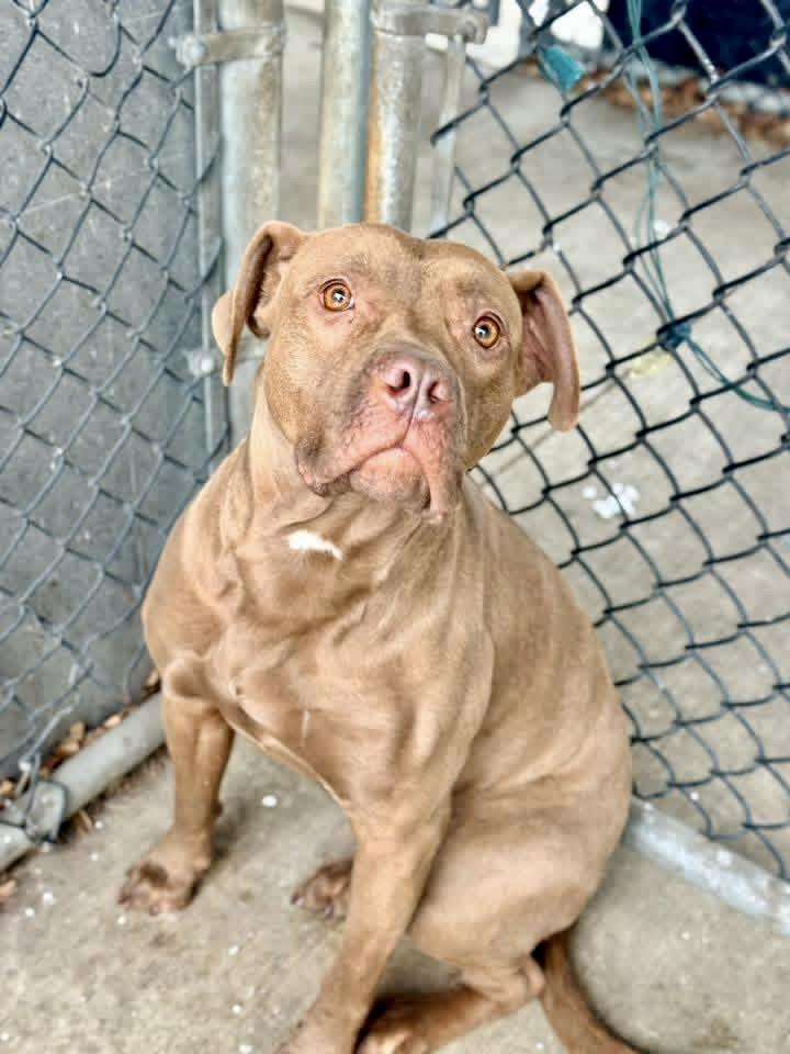 Kerensa, a ADOPTABLE Pit Bull Terrier in Chicago, IL image 2/5