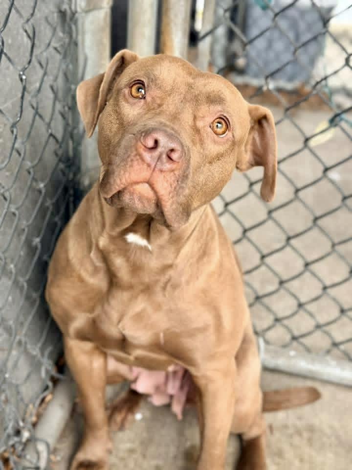 Kerensa, a ADOPTABLE Pit Bull Terrier in Chicago, IL image 1/5