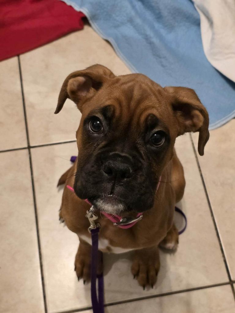 Enlarge Zoey, a Adoptable Boxer in Toronto, ON image 1/1