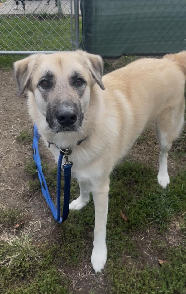 Athena, Adoptable, Adult Female Anatolian Shepherd.