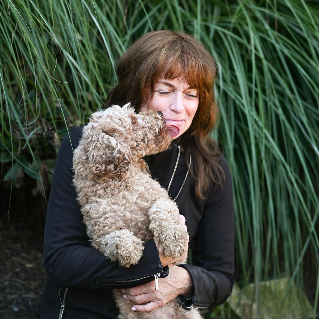 Weems, an adoptable Cavapoo in Chester Springs, PA, 19425 | Photo Image 5