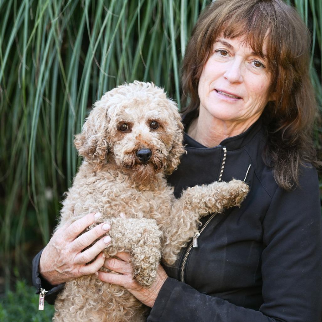 Weems, an adoptable Cavapoo in Chester Springs, PA, 19425 | Photo Image 3