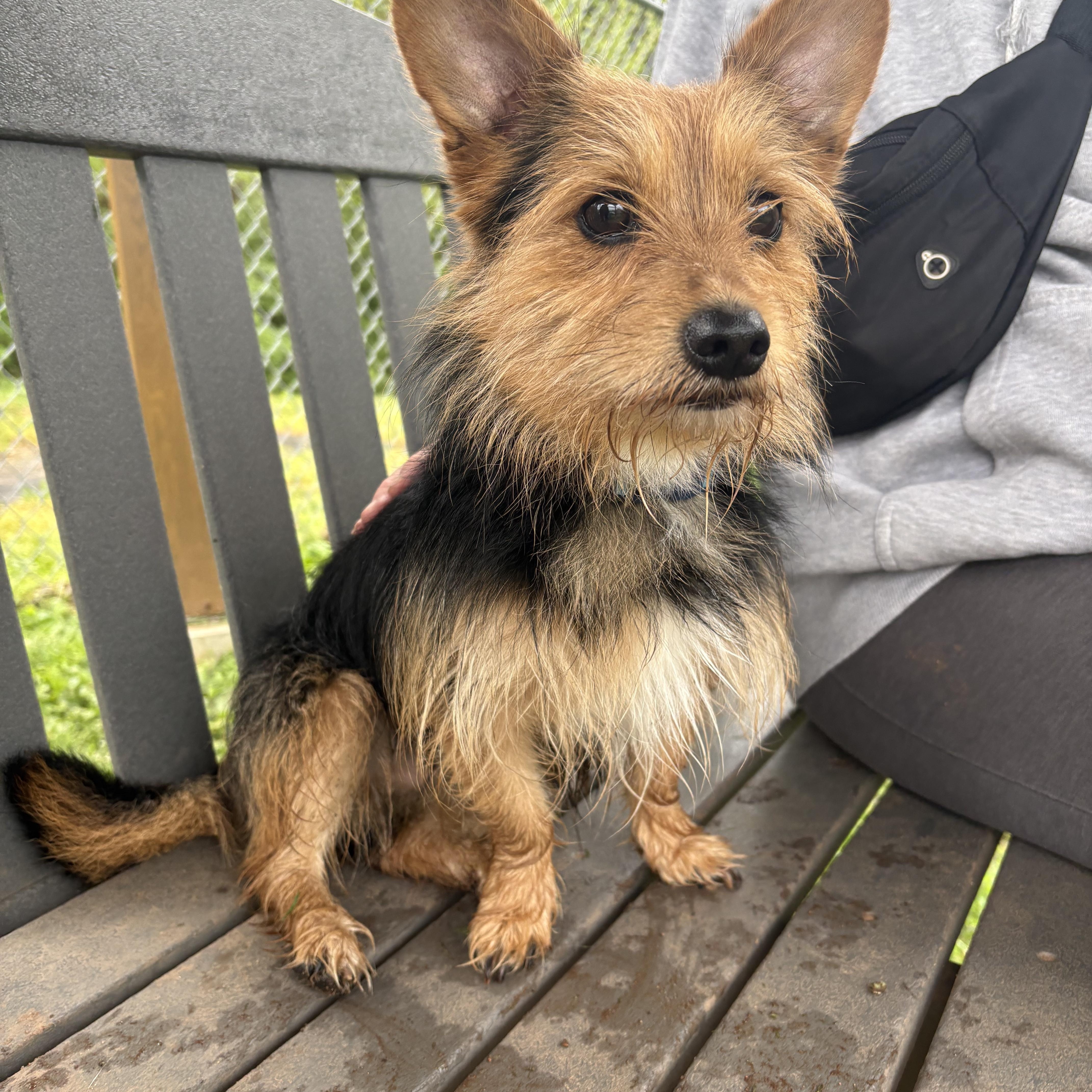 Walker, an adopted mixed breed in North Haven, CT image 3/4